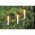 EGB belt�ri f�nyf�z�r 10 izz� 3,6m vil�g�t� hossz oszthat� csatlakoz� E10 24V/3W LH0290P
