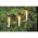 EGB belt�ri f�nyf�z�r 20 izz� feh�r 7,6m r�szben oszthat� csatlakoz� LH0310P 230V E10