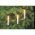 EGB LED belt�ri f�nyf�z�r 10LED melegfeh�r 3,6m 230V LH0293