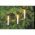 EGB belt�ri LED f�nyf�z�r 16 LED melegfeh�r 6m vil�g�tott hossz 7,5m 230V