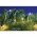 EGB Micro LED f�nyf�z�r 20 LED melegfeh�r id�z�t� ez�stsz�n� dr�t 3xAA