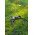 Goobay dupla k�lt�ri hosszabb�t� 10m 3x1,5mm2 fekete Hybrid Typ E/F CEE7/7 2x Typ F CEE7/3