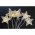 EGB LED dekor�ci�s f�nyf�z�r csillagok melegfeh�r 10LED id�z�t�vel