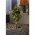 Konstsmide LED mini f�nyf�z�r fekete 80 LED 3728-100 id�z�t� elemmel m�k�d� melegfeh�r 7,9m