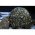 Konstsmide LED f�nyf�z�r 80 LED melegfeh�r 24V 6,32m fekete 3691-107