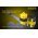 Nitecore 18650IMR 3,7V 2500mAh Akkumul�tor max.35A Li-Ion